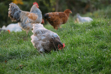 Free range chickens grazing open green grass field