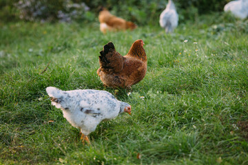 Free range chickens foraging on green grass
