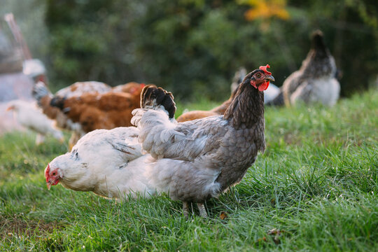 Free range chickens grazing on green grass