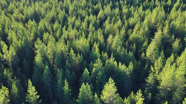 Breathtaking aerial footage moving over a vast, dense pine forest in the Swedish countryside, with vibrant green treetops stretching as far as the eye can see under the bright sunlight