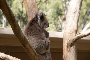 the koala is sitting in a tree