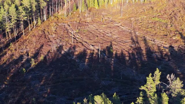 Damaged landscape after clearcutting a pine and spruce forest for timber production, revealing the impact of deforestation on the natural environment and ecosystem in Sweden from an aerial view