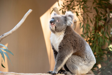 this is a side view of a koala