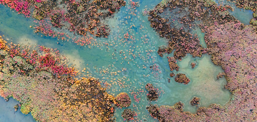 Drone photography of a wetland area showing the intricate details of the marsh floor with colorful plants and water creating a high resolution nature background