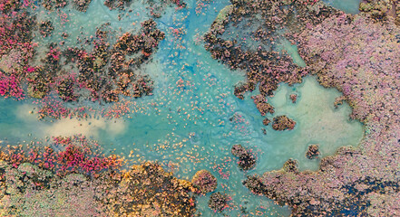Wide aerial panorama of a swamp landscape featuring a maze of water channels and colorful vegetation islands creating a stunning natural abstract art piece from above