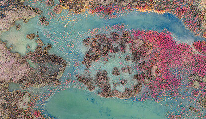 Top down aerial view of circular patches of pink vegetation in a turquoise swamp lake creating a cell-like biological pattern on the earth's surface