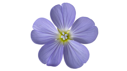 Single blue flax flower isolated on white, macro purple wildflower blossom, five petal plant head closeup, botanical nature element, spring flora background, for design, herbal, beauty, garden.
