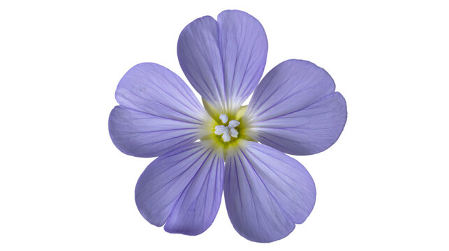 Single blue flax flower isolated on white, macro purple wildflower blossom, five petal plant head closeup, botanical nature element, spring flora background, for design, herbal, beauty, garden.