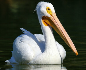 Portrait of an American White Pelican 