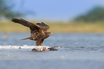  Western Marsh Harrier