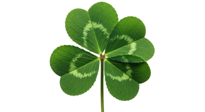 Lucky four leaf clover isolated on black background in full frame