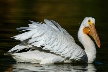 American White Pelican 