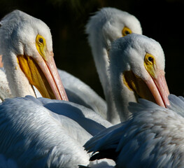 American White Pelicans Swimming in Unison