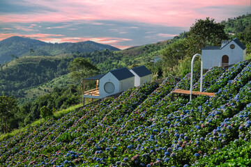 Beautiful landscape view of hydrangea fields, a bright morning of flowers at Doi Chang, Chiang Rai, Thailand
