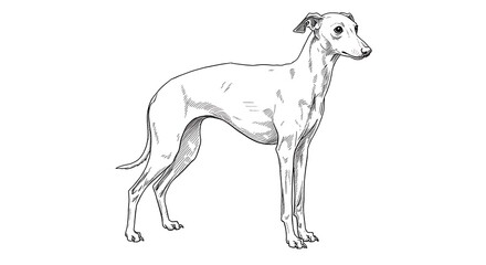 Obraz premium Hand-drawn artistic sketch of a slender, elegant Italian Greyhound dog, in a standing position