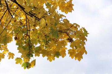 Vibrant Autumn seasonal Maple Leaves against a Sunny Blue Sky background. Fall season.  Golden autumn maple leaves against a soft blue sky.  backdrop for greeting card, banner