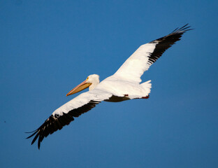 American White Pelican in Flight 