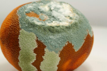 Overripe and rotten mandarin. Rotten tangerine covered with mold