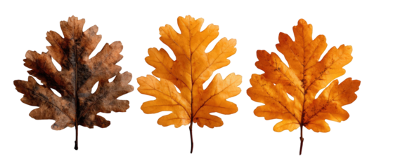 Three autumn oak leaves in varying shades of brown and orange, isolated on a white background