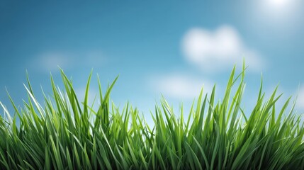 Fototapeta premium Lush Green Grass Against a Bright Blue Sky With Fluffy White Clouds and a Bright Sunlight Illuminating a Serene Outdoor Landscape
