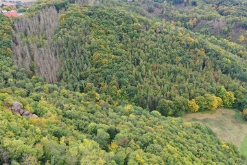 Fototapeta premium forest in the mountains