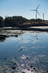 a bird is walking on the water in the jeju island.