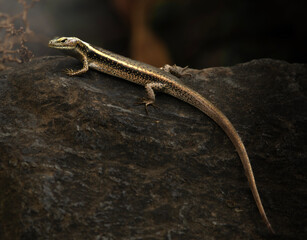 The&nbsp;Eastern Water Skink&nbsp;or Eulamprus quoyii also known as the golden water skink, is&nbsp;a common, medium sized lizard found throughout eastern Australian wetlands.