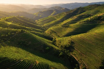 Obraz premium Serene Aerial View of Lush Green Rolling Hills in the Golden Hour Light