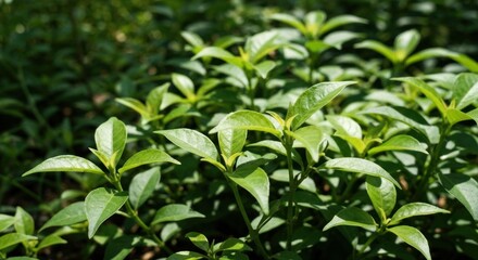 Fototapeta premium Lush green foliage thriving under the dappled sunlight of a forest