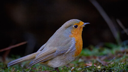 Fototapeta premium Robin, Erithacus rubecula, Redbreasts perched and feeding at Pow Hill Country Park, County Durham 