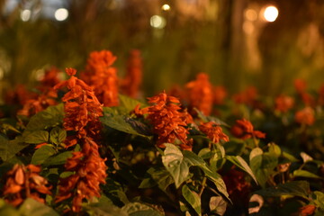 Flower garden Olvivar Forest Lima Peru
