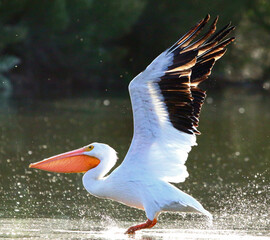 American White Pelican Taking Flight