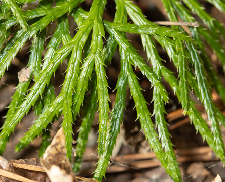 Close-up of the small, scale-like leaves of a Fan Clubmoss (Diphasiastrum digitatum) from eastern North America.  This is an evergreen plant that does not produce flowers. 