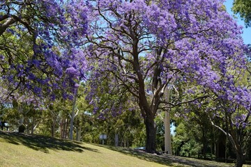 Obraz premium Springtime in Sydney: Jacaranda mimosifolia trees in bloom at a park in Parramatta - New South Wales, Australia