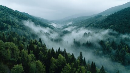 Misty Forest Valley in Mountains with Lush Green Trees and Fog Rolling Through the Landscape on a Cloudy Day