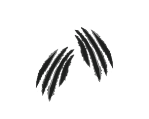 Sharp black claw scratch marks isolated on white background. Animal attack ripped scratch streaks for design, print, and digital art. Grunge aggressive scratch tear elements.