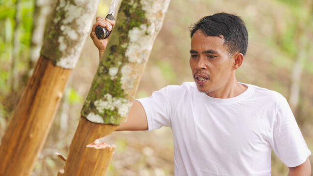 Indonesian man farmer cutting cinnamon or cassia tree for harvesting bark in forest or plantation with machete, sumatra, southeast asia
