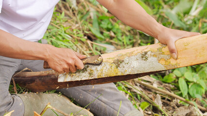 closeup, cinnamon farmer scraping off outer skin from a fresh harvested bark using scraper tool,...