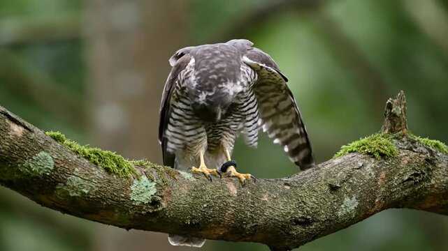 Sharp-shinned hawk perched on branch, looking left against green