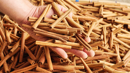 Indonesian cinnamon sticks top view in hand, from harvested cinnamomum burmanii tree bark, indonesia, southeast asia