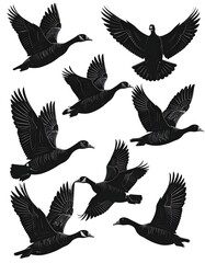 Obraz premium Black silhouette flock of geese in flight, multiple poses on white background