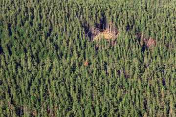 Dense evergreen forest stretches across landscape with one sunlit clearing standing out near top. Tightly packed trees create textured green pattern with small patch of foliage breaking uniformity