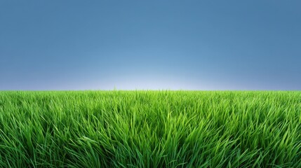 Fototapeta premium Lush Green Grass Underneath a Clear Blue Sky with a Soft Gradient, Ideal for Nature Themes and Outdoor Environments, Peaceful and Serene Landscape