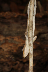 An anole lizard (Anolis carolinensis) holding tightly to a slender tree stem.  These North American lizards can change color between green and brown. 