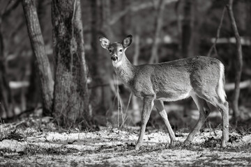 White-tailed deer in winter forest - Shenandoah National Park, Virginia - United States