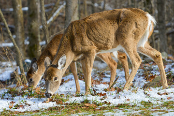 Naklejka premium White-tailed deer in winter forest - Shenandoah National Park, Virginia - United States