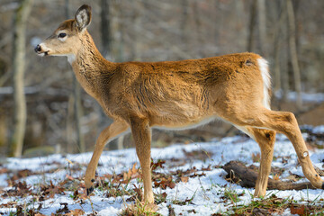 White-tailed deer in winter forest - Shenandoah National Park, Virginia - United States