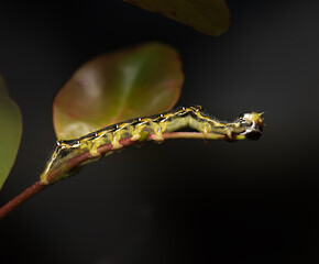 The&nbsp;Poinciana Looper caterpillar&nbsp;or Pericyma cruegeri is the&nbsp;larval stage of a brown moth&nbsp;and is well known in eastern Australia, particularly Brisbane.