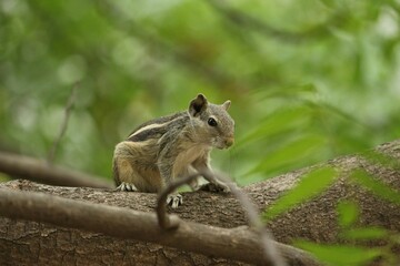 Squirrel sitting on tree branch in green forest