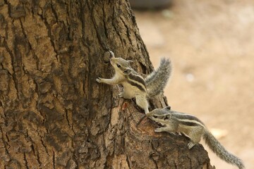 Obraz premium Two squirrels playing on tree trunk in natural habitat